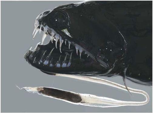 blackdragonfish