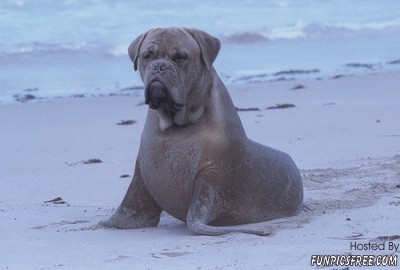 bulldog-seal