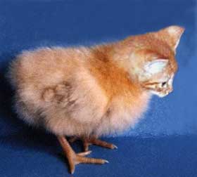 kit-chick