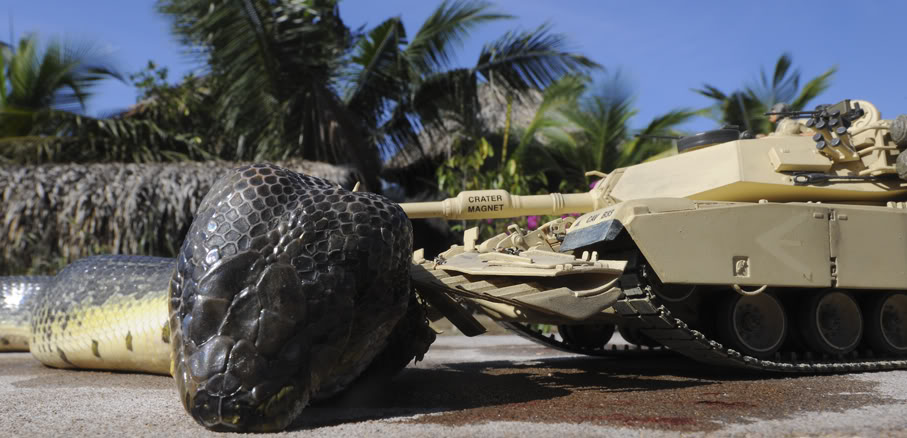 The largest anaconda Maior cobra do mundo  (1)