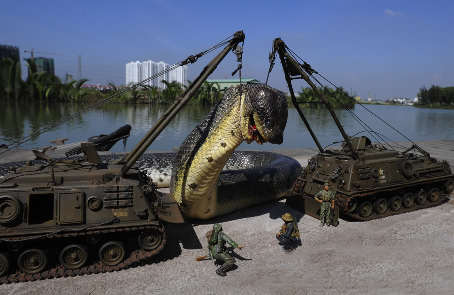 The largest anaconda Maior cobra do mundo  (10)