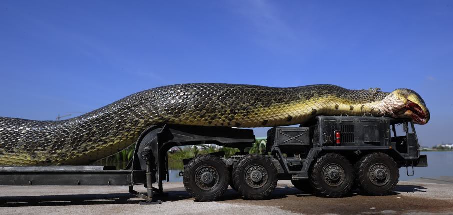 The largest anaconda Maior cobra do mundo  (3)