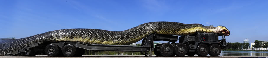 The largest anaconda Maior cobra do mundo  (4)