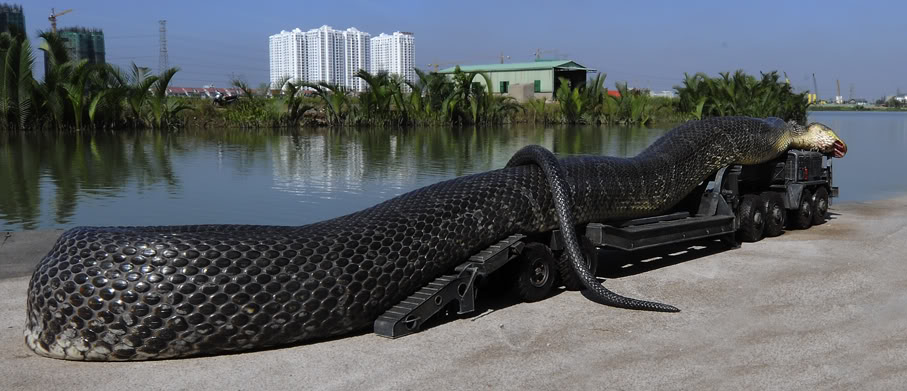 The largest anaconda Maior cobra do mundo  (7)