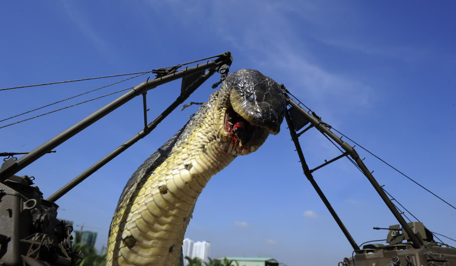 The largest anaconda Maior cobra do mundo  (8)