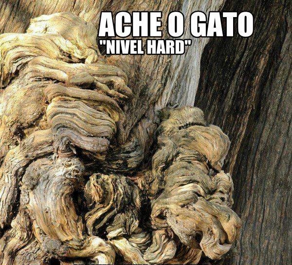 ache o gato