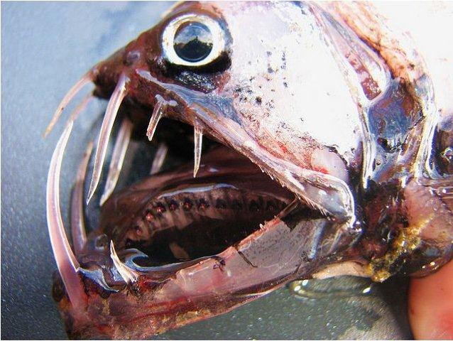 newviperfish