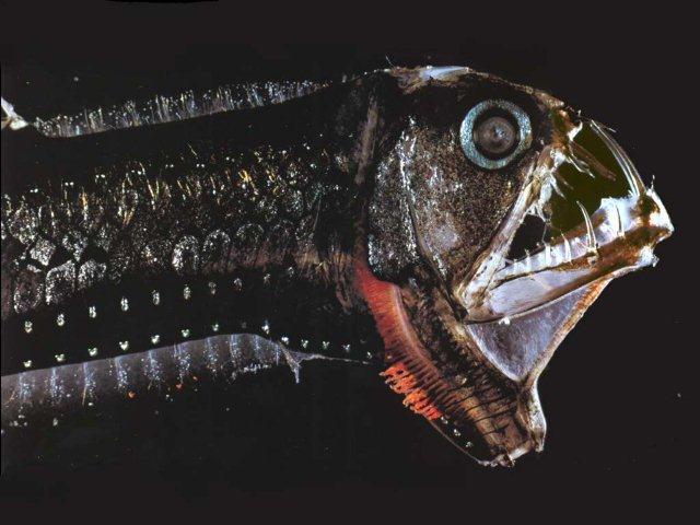 viperfish